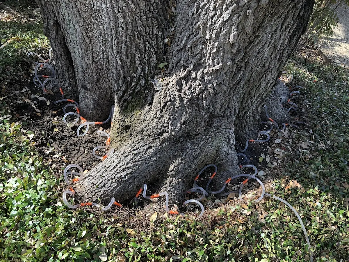 Detailed Tree Cabling and Bracing job site in Whiteman Air Force Base