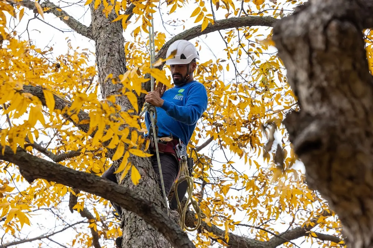 Skilled Tree Transplanting crew working in Whiteman Air Force Base